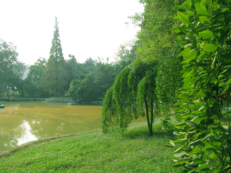 碧洲公園